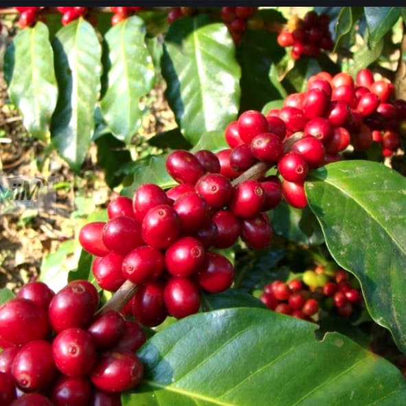 Pueblo Ecologico de Canoas